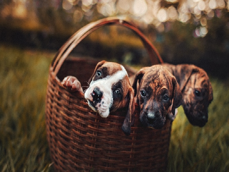 乌克兰的试管中介（试管中国的几代）